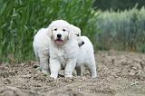 GOLDEN RETRIEVER 629